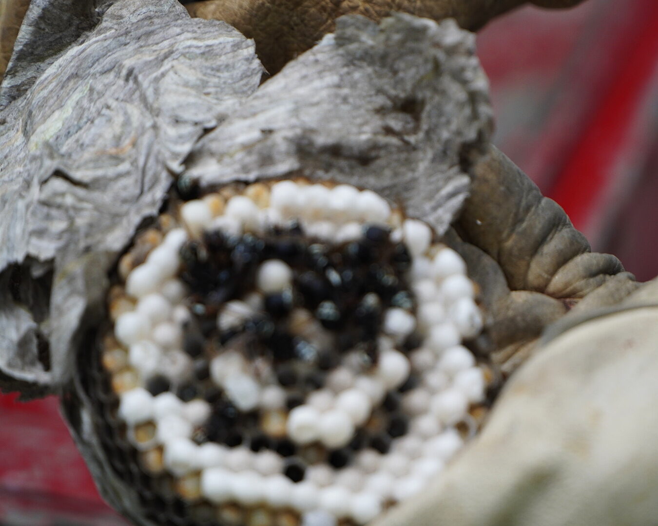 Close-up of a removed wasp nest opened to show the comb inside